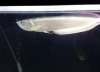 arowana-e1403482495201.jpeg