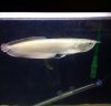 arowana1-e1403482465503.jpeg