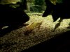 fishinTANK.jpg