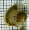 gammarus.jpg gammarus.jpg