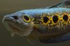 DSC_7110_zps4d758ba6.jpg