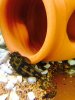 Marble Bristlenose.JPG Marble Bristlenose.JPG