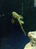 Three Beacon Pleco 1.JPG