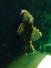 Three Beacon Pleco.JPG