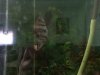 ImageUploadedByMonsterAquariaNetwork1406857285.643329.jpg