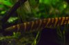DSC_7971.JPG