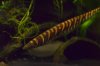 DSC_8009.JPG