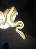 ImageUploadedByMonsterAquariaNetwork1407094628.860615.jpg