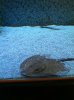ImageUploadedByMonsterAquariaNetwork1407196111.178969.jpg