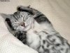 Kitten_Covers_Ears.jpg