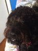 ImageUploadedByMonsterAquariaNetwork1407887023.068616.jpg ImageUploadedByMonsterAquariaNetwork1407887023.068616.jpg