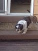ImageUploadedByMonsterAquariaNetwork1407887131.583548.jpg ImageUploadedByMonsterAquariaNetwork1407887131.583548.jpg
