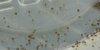 2013+03+30_0004+poss+ostracod+mod.jpg 2013+03+30_0004+poss+ostracod+mod.jpg