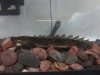 Bichir Compressed Photo.jpg