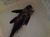 chewed pleco.jpeg