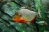 redbelliedpiranhaaquariumphoto.jpg redbelliedpiranhaaquariumphoto.jpg