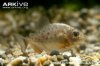 Red-bellied-piranha-juvenile.jpg Red-bellied-piranha-juvenile.jpg