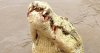 ftd-albino-croc-620x330.jpg ftd-albino-croc-620x330.jpg