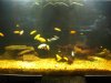 fish 105.jpg