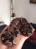 ImageUploadedByMonsterAquariaNetwork1409585873.782635.jpg