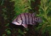 Silver Tigerfish - Cropped.jpg