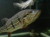 DSC00905.JPG