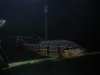 DSC00924.JPG