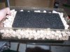 Monsterfishkeepers.com-Cockroach 007.jpg