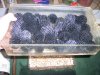 Monsterfishkeepers.com-Cockroach 008.jpg