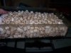 Monsterfishkeepers.com-Cockroach 009.jpg