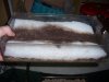 Monsterfishkeepers.com-Cockroach 010.jpg