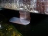 Monsterfishkeepers.com-Cockroach 016.jpg