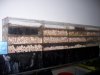 Monsterfishkeepers.com-Cockroach 021.jpg