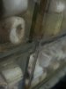Monsterfishkeepers.com-Cockroach 026.jpg