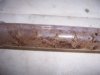 Monsterfishkeepers.com-Cockroach 031.jpg