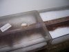 Monsterfishkeepers.com-Cockroach 034.jpg