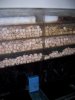 Monsterfishkeepers.com-Cockroach 012.jpg