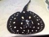 ImageUploadedByMonsterAquariaNetwork1410404211.363381.jpg
