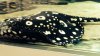 ImageUploadedByMonsterAquariaNetwork1410537399.713522.jpg
