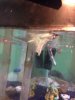 ImageUploadedByMonsterAquariaNetwork1410611958.312903.jpg