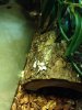 ImageUploadedByMonsterAquariaNetwork1410740081.218677.jpg