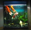 my-fish.jpg