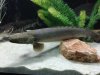 Bichir.JPG