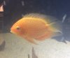 Severum.JPG