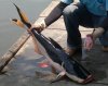 Frankenstein fish fishes catfish catfish mysterious strange rare rarest asia thailand amazon red.JPG Frankenstein fish fishes catfish catfish mysterious strange rare rarest asia thailand amazon red.JPG