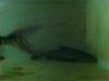ImageUploadedByMonsterAquariaNetwork1412037733.325311.jpg ImageUploadedByMonsterAquariaNetwork1412037733.325311.jpg