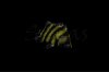 ImageUploadedByMonsterAquariaNetwork1412870910.811810.jpg