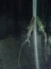 ImageUploadedByMonsterAquariaNetwork1413293987.826971.jpg ImageUploadedByMonsterAquariaNetwork1413293987.826971.jpg