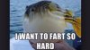 ImageUploadedByMonsterAquariaNetwork1413506497.189133.jpg