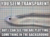 ImageUploadedByMonsterAquariaNetwork1413506738.986415.jpg